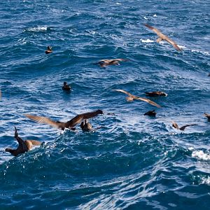 Shearwaters