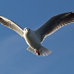 Silver Gull (Chroicephalus novaehollandiae)