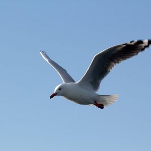 Silver Gull (Chroicephalus novaehollandiae)