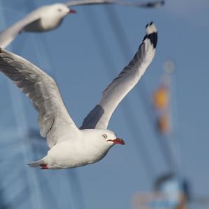 Silver Gull (Chroicephalus novaehollandiae)