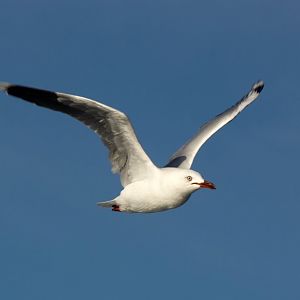 Silver Gull (Chroicephalus novaehollandiae)