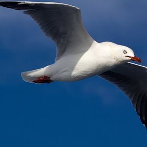 Silver Gull (Chroicephalus novaehollandiae)
