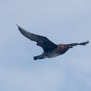 Pomarine Jaeger (Stercorarius pomarinus) juvenile