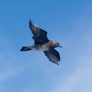 Pomarine Jaeger (Stercorarius pomarinus) juvenile