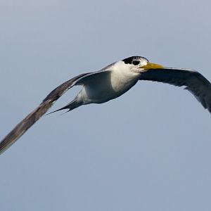 Crested Tern (Thalasseus bergii)