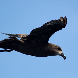Great-winged Petrel (Pterodroma macroptera)
