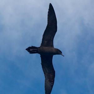 Wedge-tailed Shearwater (Puffinis pacifica)