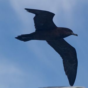 Wedge-tailed Shearwater (Puffinis pacifica)