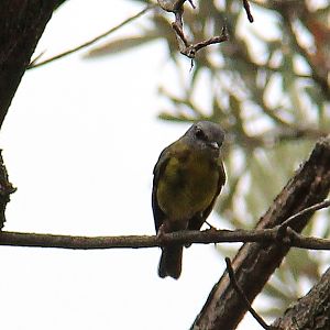 Mornington Peninsula National Park bird