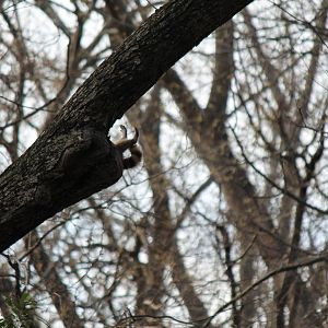 Raccoon having a bad morning