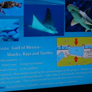 Gulf sharks, rays and turtles