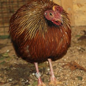 Sri Lankan Jungle Fowl (male)