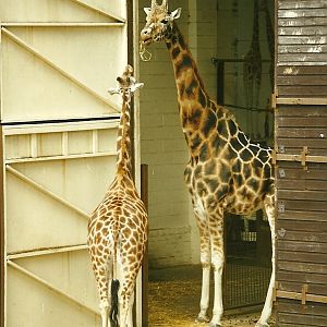 Giraffes 6th April 1998