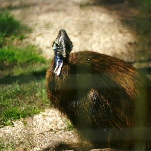 Double-wattled Cassowary 6th April 1998