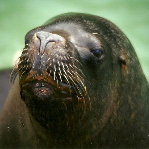 Patagonian Sealion 6th April 1998