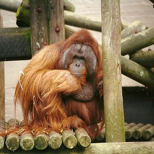 Orang-utan 6th April 1998