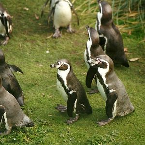 Humboldt's Penguins 6th April 1998