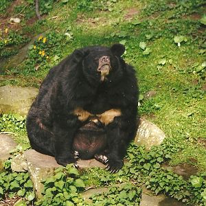 Himalayan Black Bear 6th April 1998