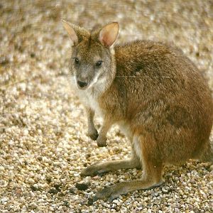 Parma Wallaby 6th April 1998