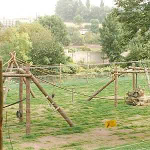 New Chimpanzee exhibit 19th September 1998