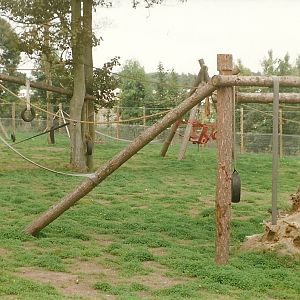New Chimpanzee exhibit 19th September 1998