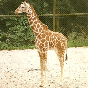 Young Giraffe 19th September 1998