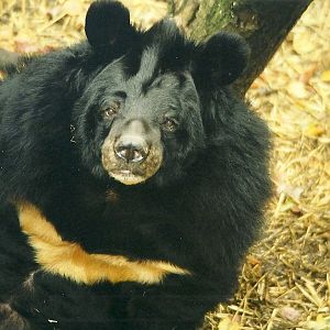 Himalayan Black Bear 21st October 1998