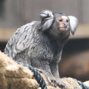 common marmoset