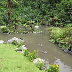 Forest Wetland - Staglands 2013