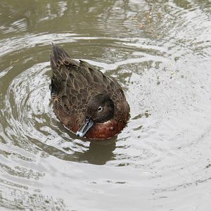 Brown Teal - Staglands 2013