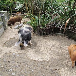 Kune Kune Pigs - Staglands 2013