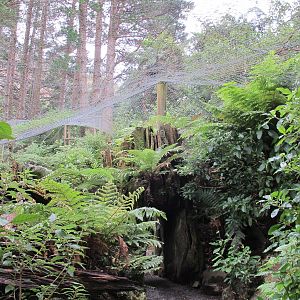 Kea Walkthrough Aviary - Staglands 2013