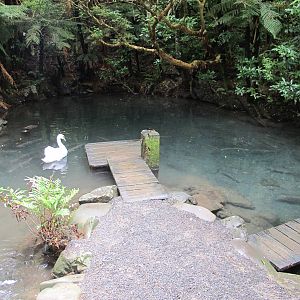 Trout Pond - Staglands 2013