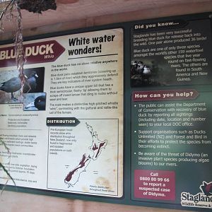 Blue Duck Signage - Staglands 2013