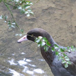 Blue Duck - Staglands 2013