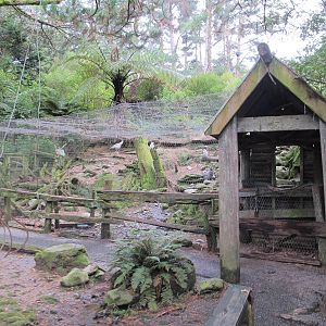 Settlement Aviary - Staglands 2013