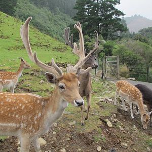 Fallow Deer Park - Staglands 2013
