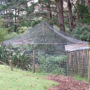 NZ Falcon Aviary - Staglands 2013