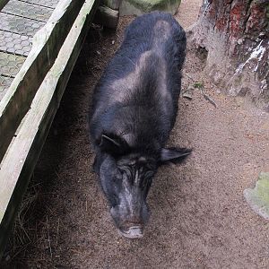 Auckland Island Pig - Staglands 2013