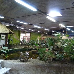 Pond with koi and turtles