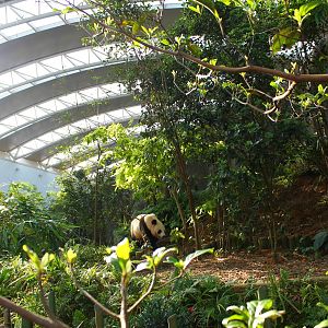 Yangtze River - Giant Panda Forest