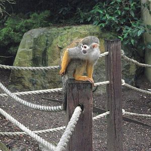 Squirrel Monkey