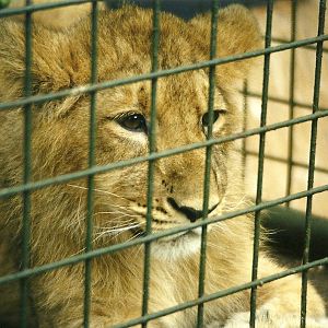 Young Lion 21st October 1998