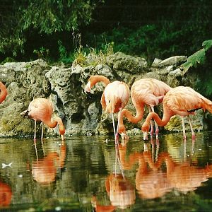 Caribbean Flamingos 21st October 1998