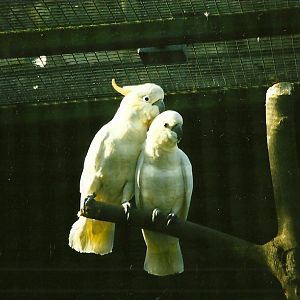 Citron-crested Cockatoos 21st October 1998