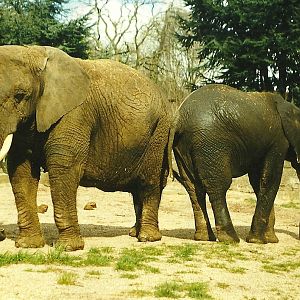 Flossie and Flora 27th March 1999