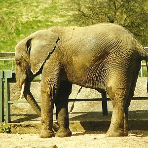 Flora 27th March 1999