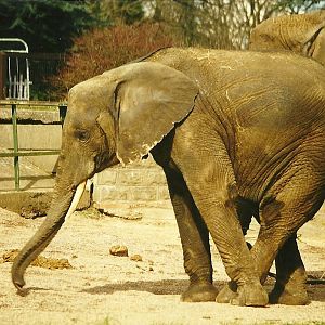 Flora (and a bit of Flossie) 27th March 1999