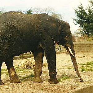 Flora 27th March 1999