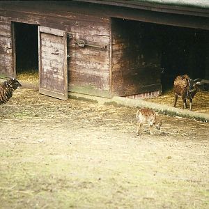 Soay Sheep 27th March 1999